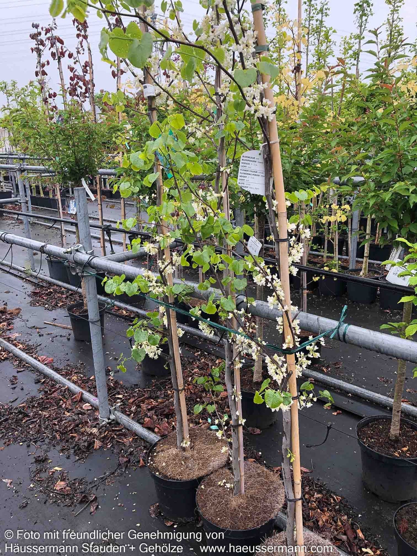 Kanadischer Judasbaum 'Texas White' (Cercis canadensis)