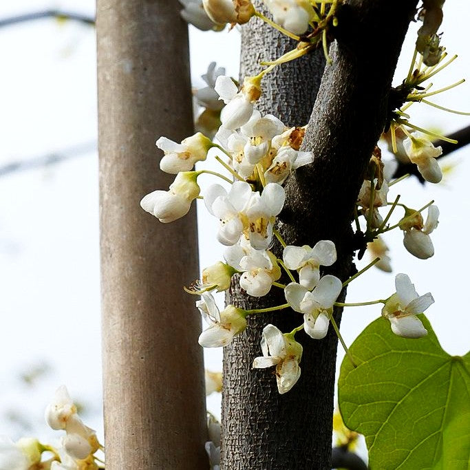 Kanadischer Judasbaum 'Vanilla Twist' (Cercis canadensis)