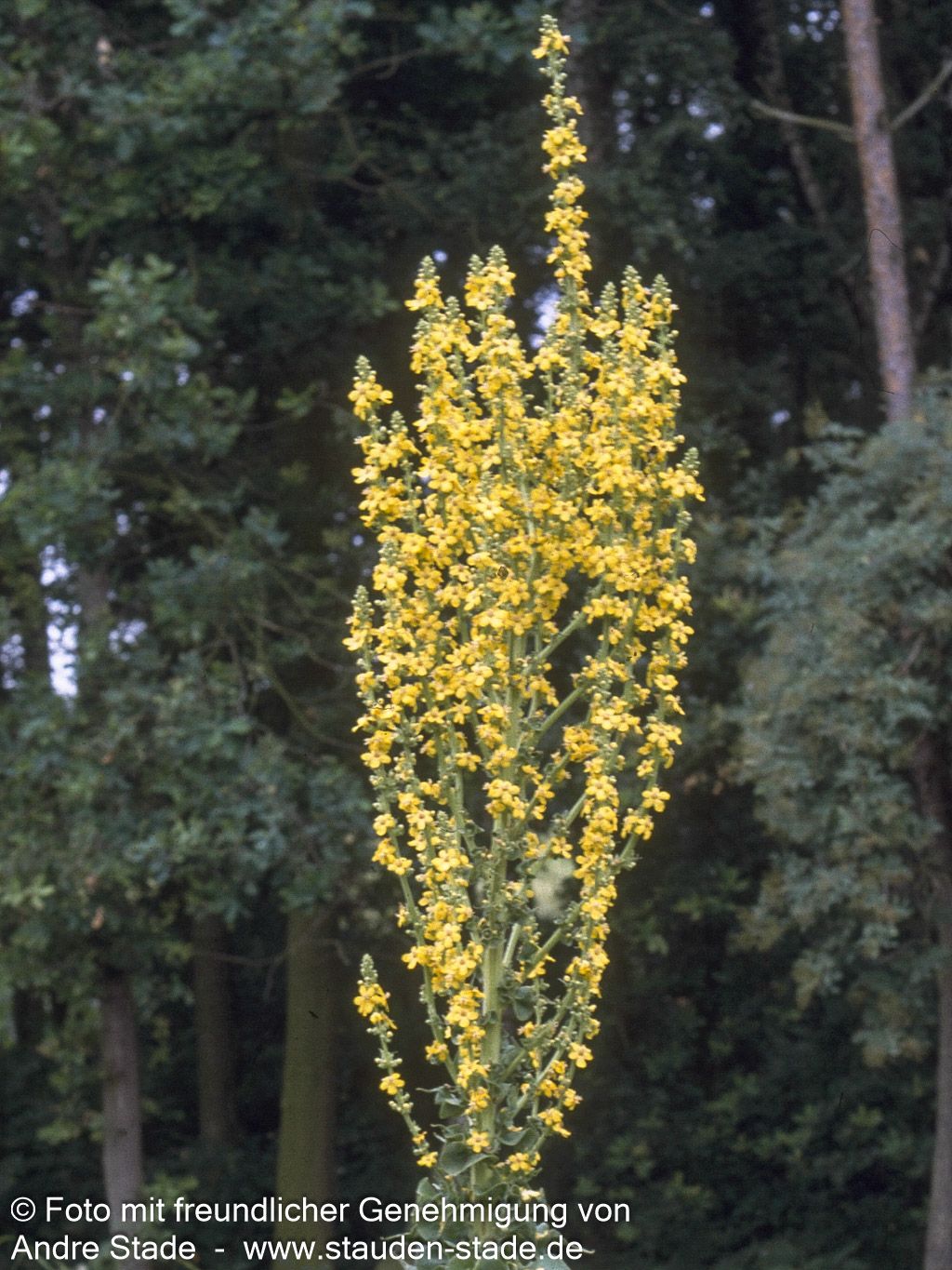Kandelaber-Königskerze (Verbascum olympicum)