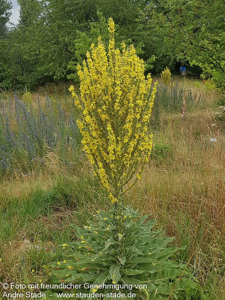 Kandelaber-Königskerze (Verbascum olympicum)