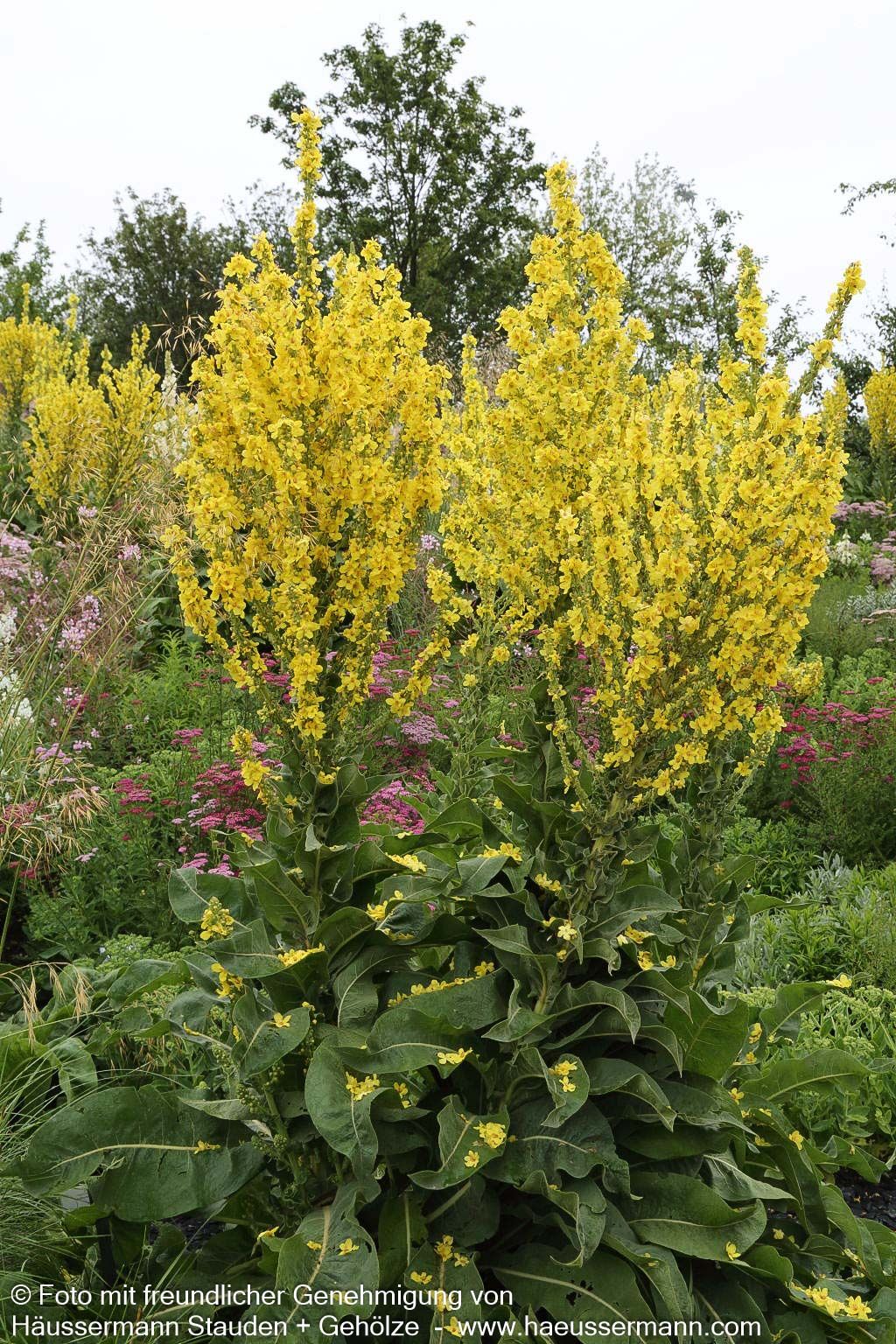 Kandelaber-Königskerze (Verbascum olympicum)