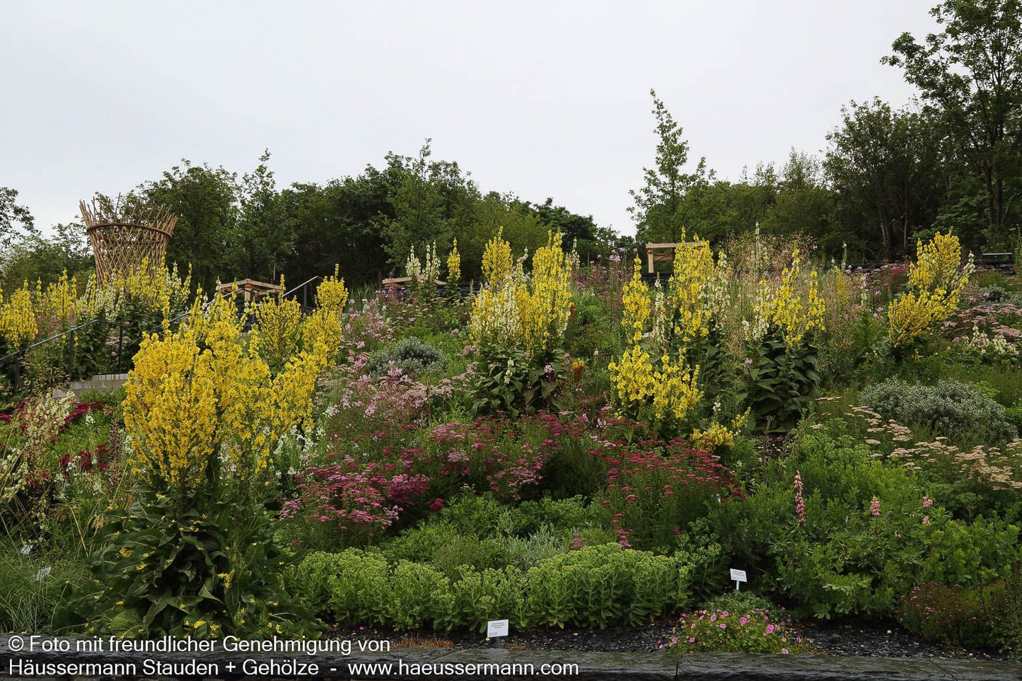 Kandelaber-Königskerze (Verbascum olympicum)