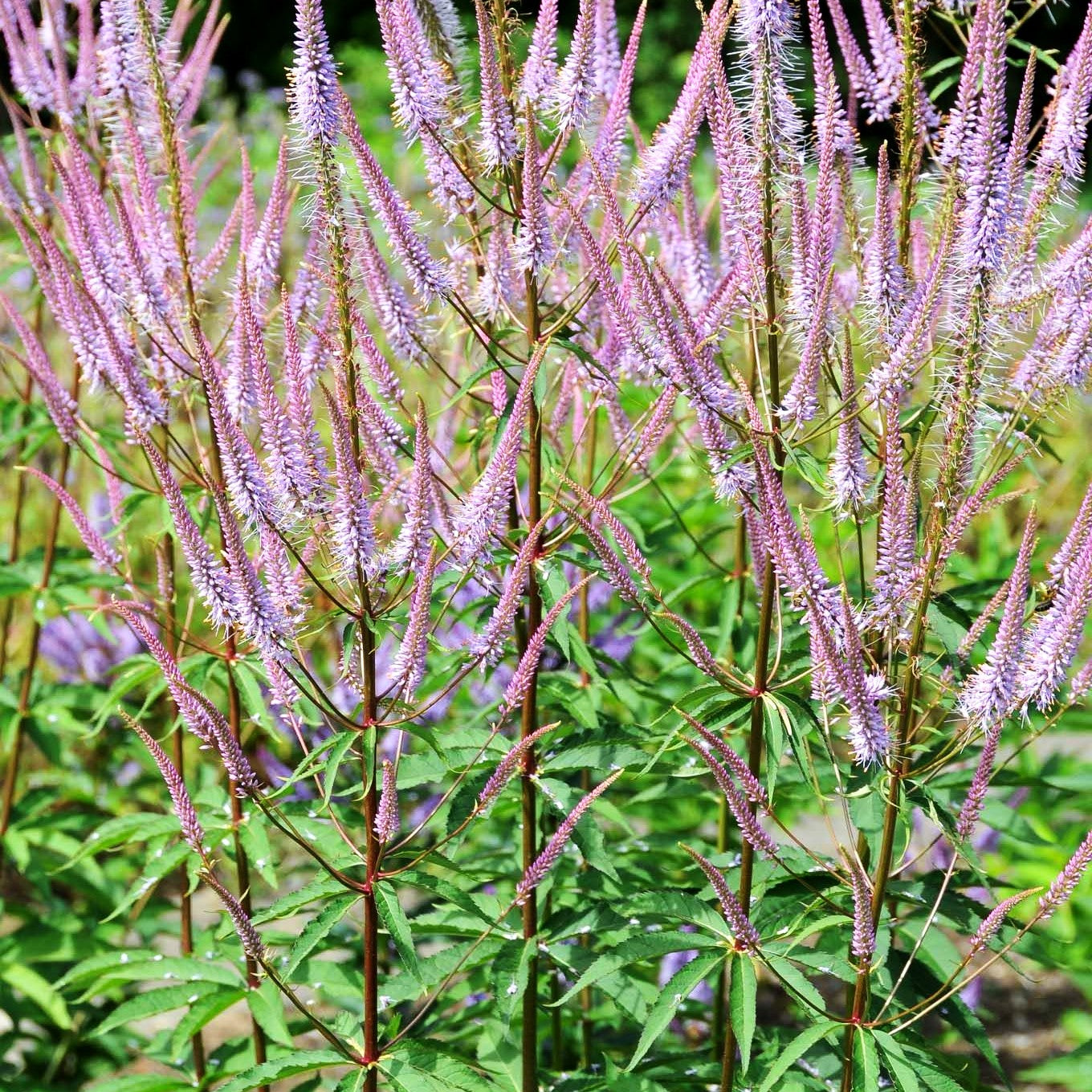 Kandelaberehrenpreis 'Adoration' (Veronicastrum virginicum)