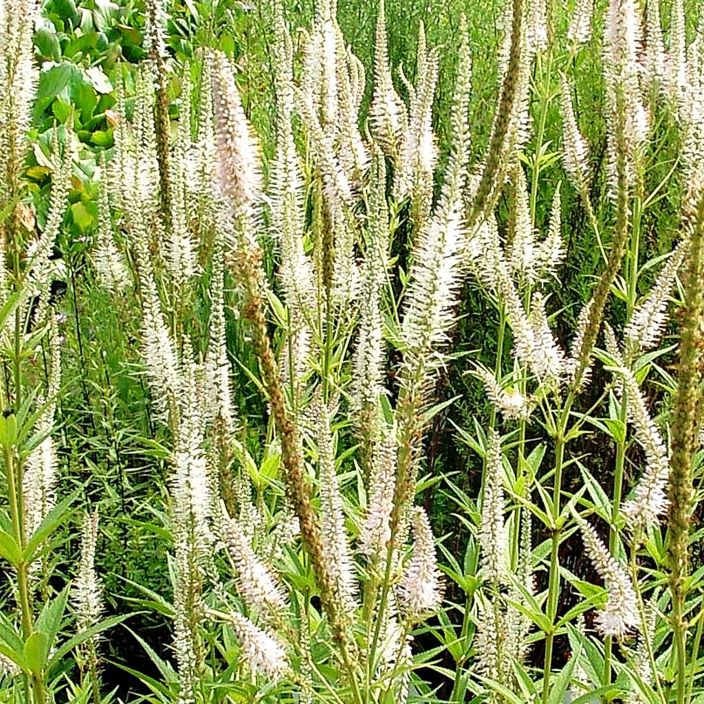 Kandelaberehrenpreis 'Album' (Veronicastrum virginicum)
