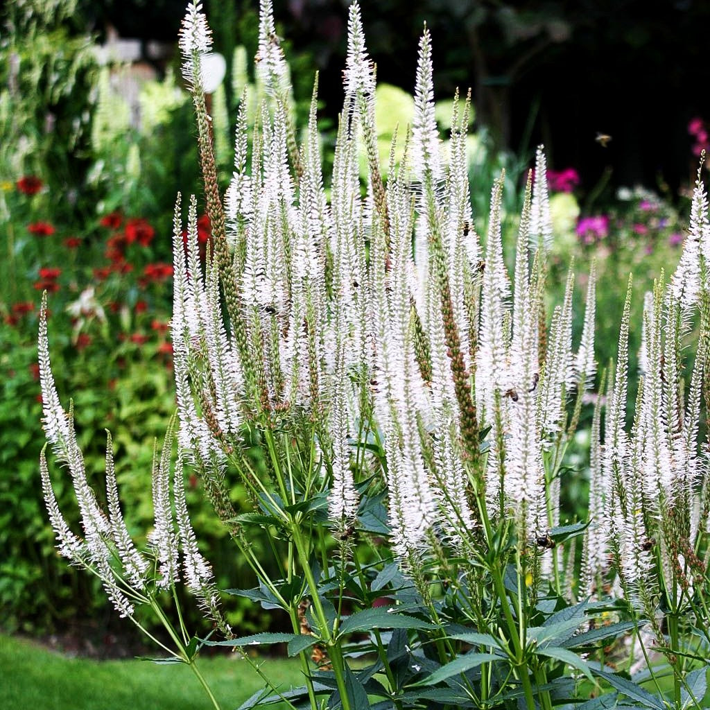 Kandelaberehrenpreis 'Diana' (Veronicastrum virginicum)