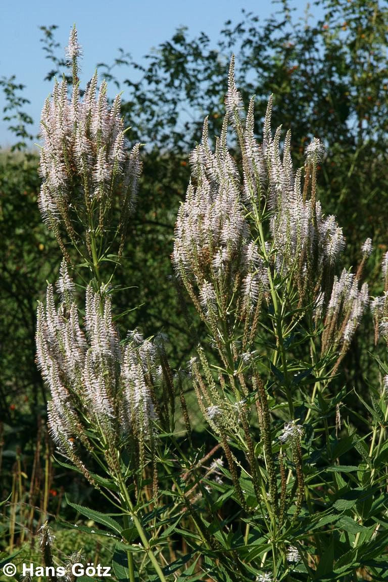 Kandelaberehrenpreis 'Diana' (Veronicastrum virginicum)