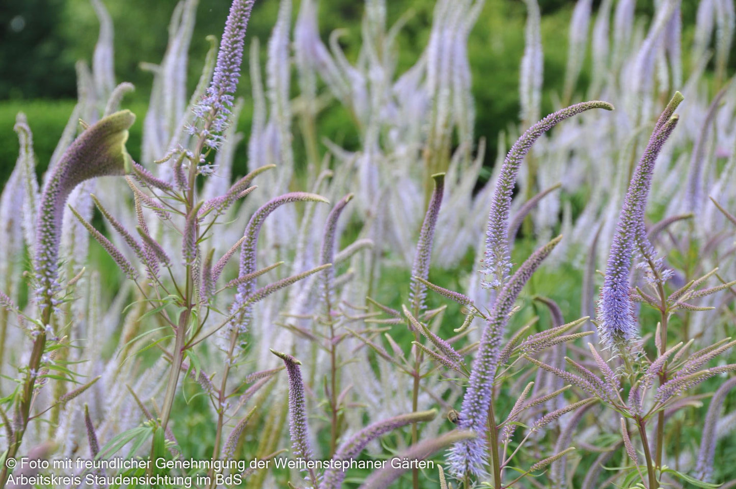 Kandelaberehrenpreis 'Fascination' (Veronicastrum virginicum)