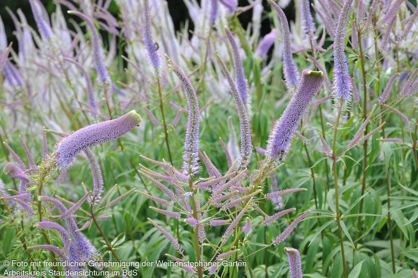 Kandelaberehrenpreis 'Fascination' (Veronicastrum virginicum)