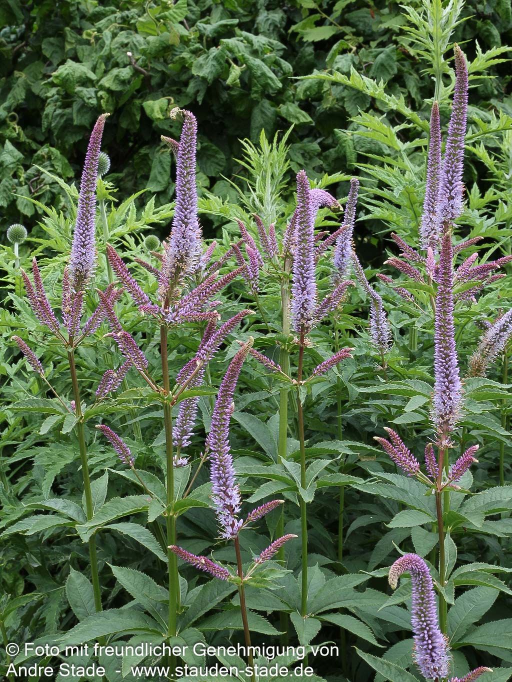 Kandelaberehrenpreis 'Fascination' (Veronicastrum virginicum)