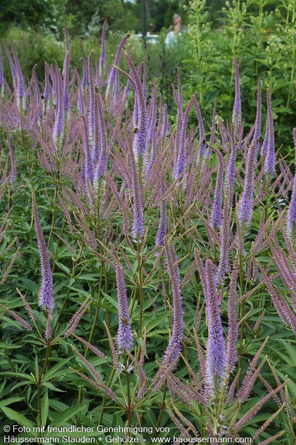 Kandelaberehrenpreis 'Fascination' (Veronicastrum virginicum)