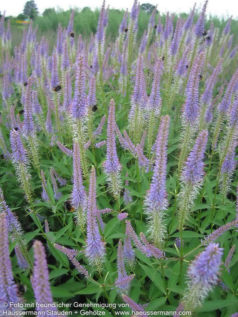 Kandelaberehrenpreis 'Fascination' (Veronicastrum virginicum)