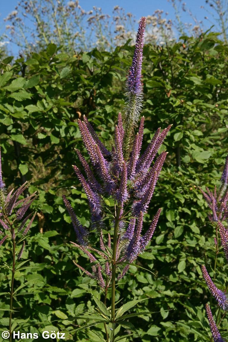 Kandelaberehrenpreis 'Fascination' (Veronicastrum virginicum)