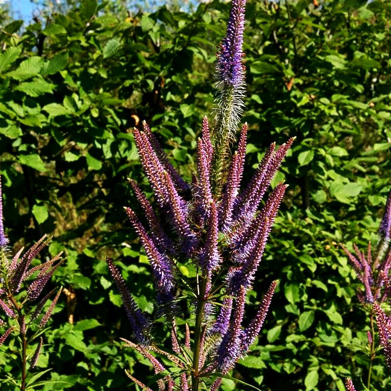 Kandelaberehrenpreis 'Fascination' (Veronicastrum virginicum)
