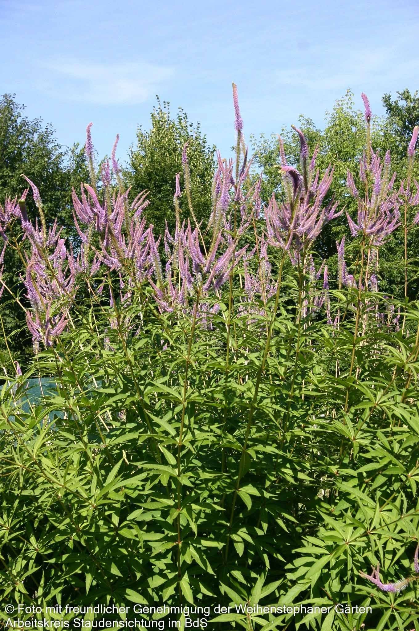 Kandelaberehrenpreis 'Fascination' (Veronicastrum virginicum)