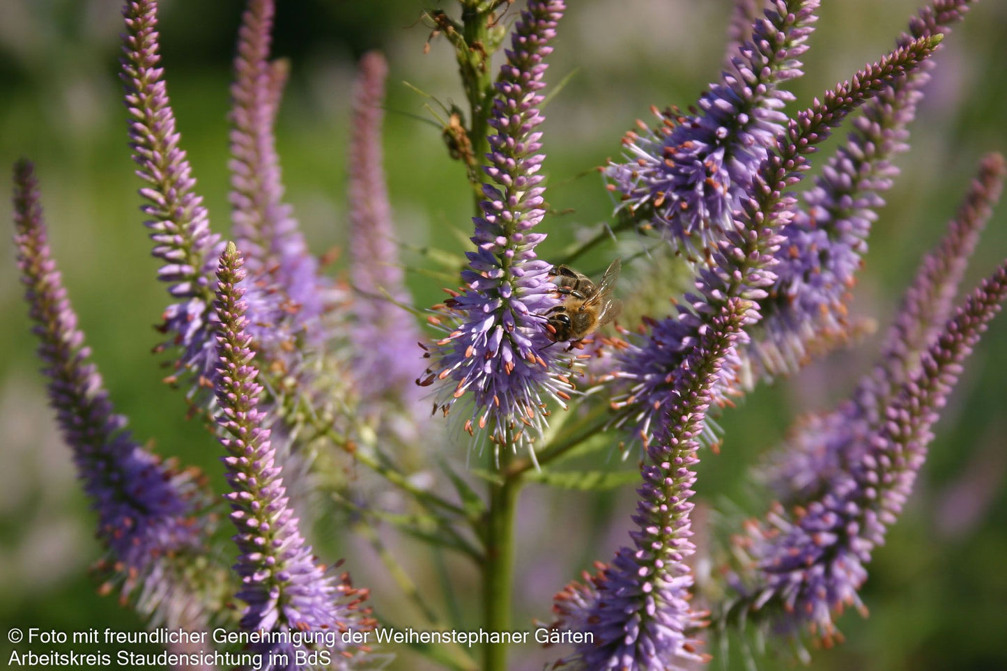 Kandelaberehrenpreis 'Fascination' (Veronicastrum virginicum)