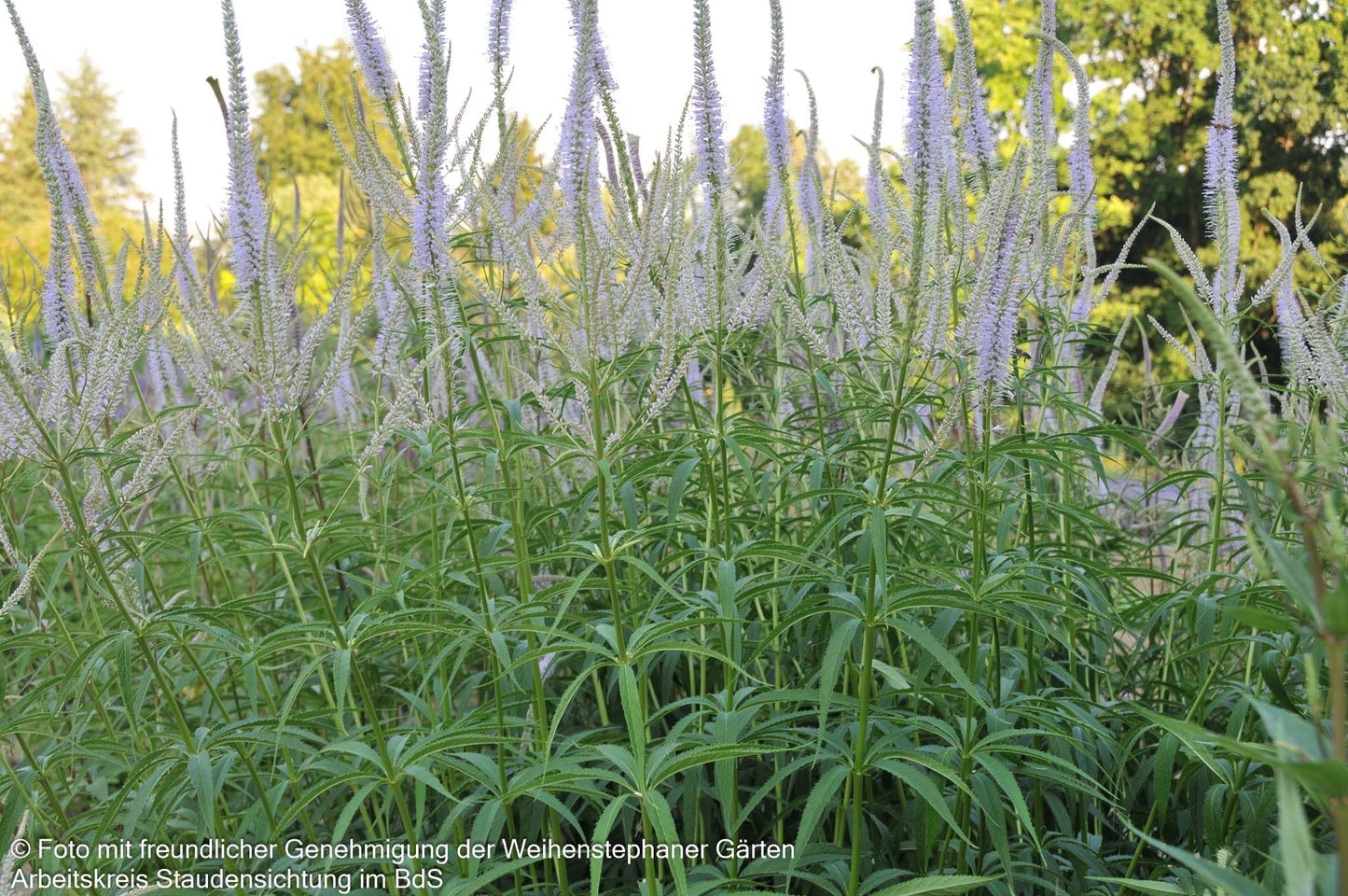 Kandelaberehrenpreis 'Lavendelturm' (Veronicastrum virginicum)