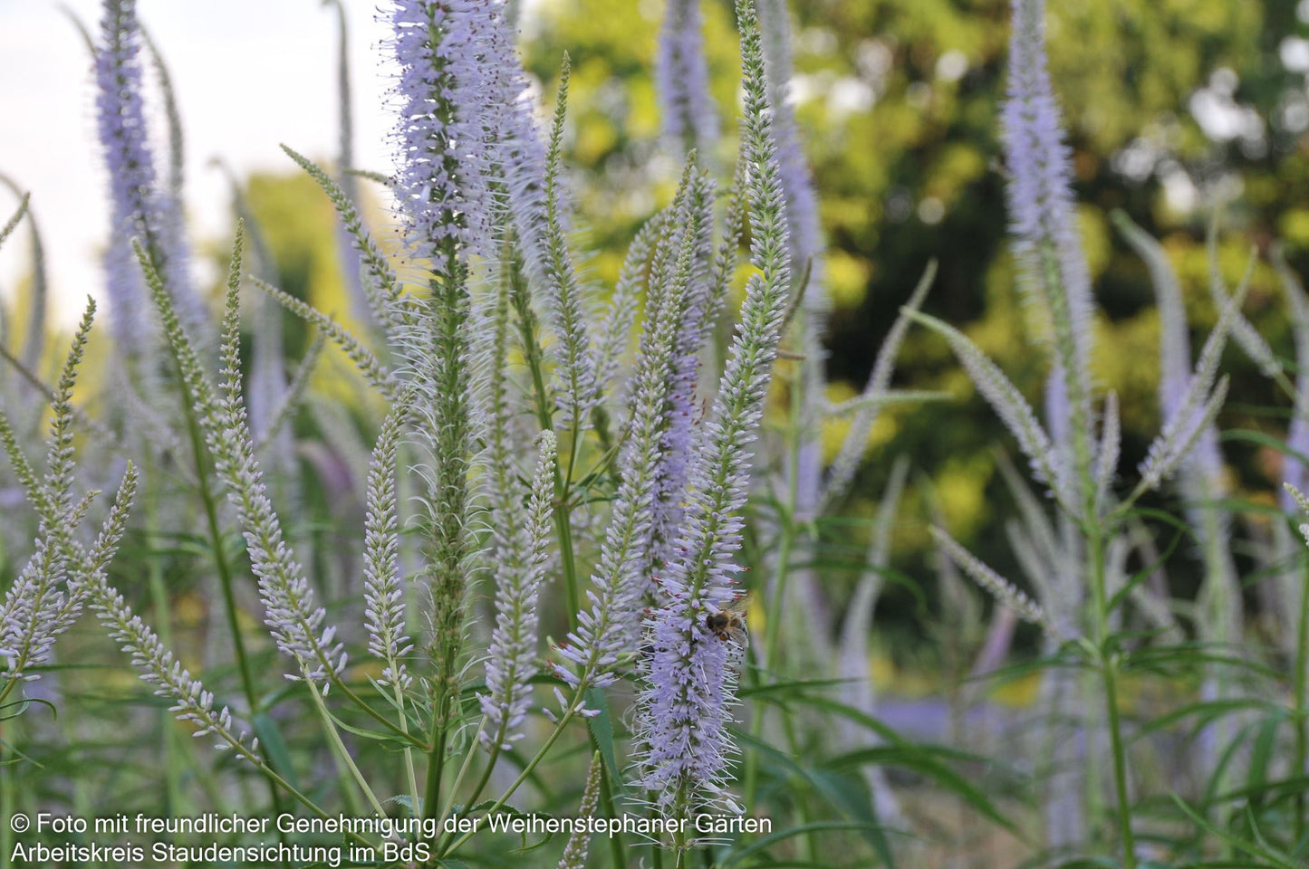 Kandelaberehrenpreis 'Lavendelturm' (Veronicastrum virginicum)