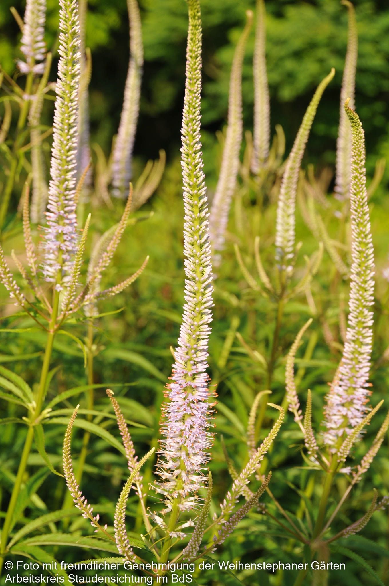Kandelaberehrenpreis 'Lavendelturm' (Veronicastrum virginicum)