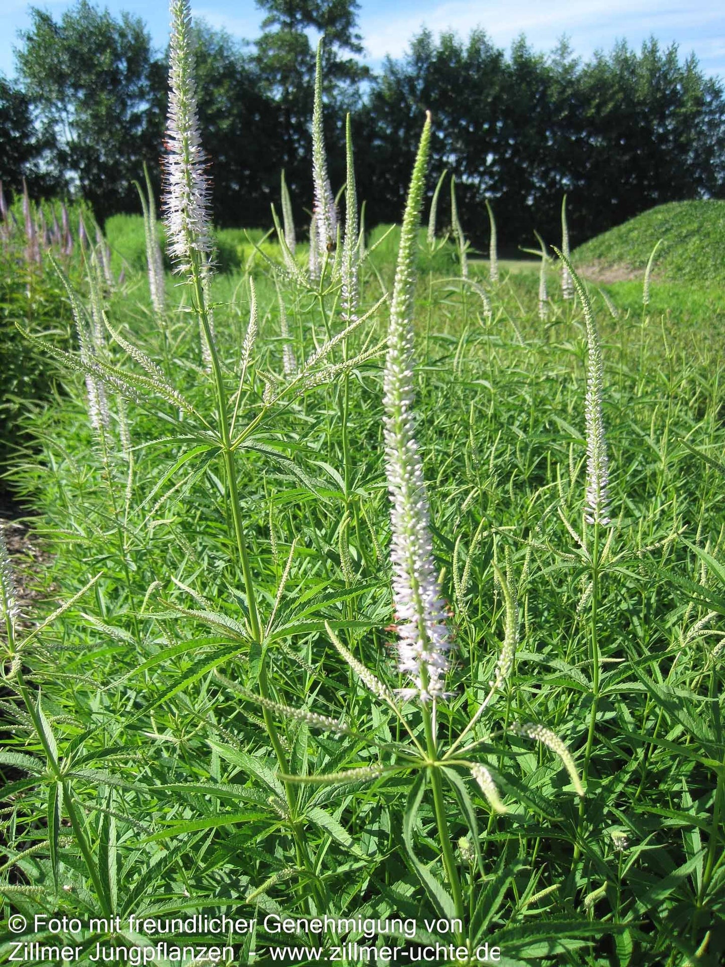 Kandelaberehrenpreis 'Lavendelturm' (Veronicastrum virginicum)
