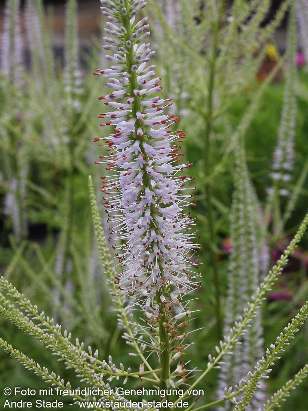 Kandelaberehrenpreis 'Lavendelturm' (Veronicastrum virginicum)