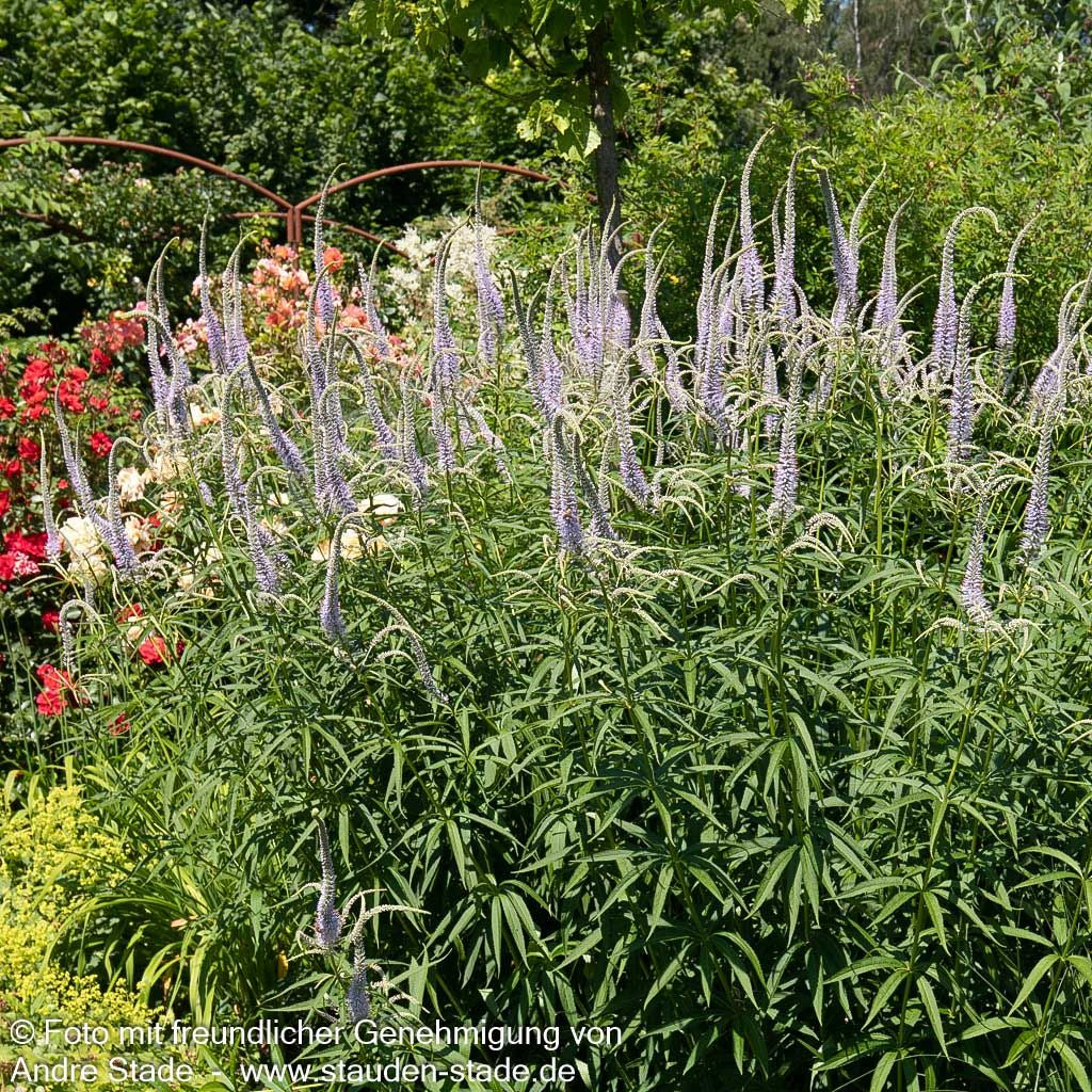 Kandelaberehrenpreis 'Lavendelturm' (Veronicastrum virginicum)