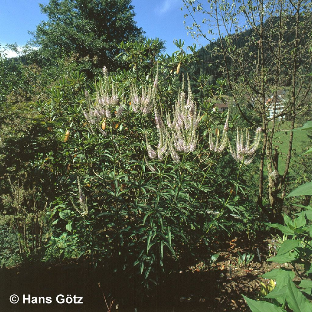 Kandelaberehrenpreis 'Lavendelturm' (Veronicastrum virginicum)