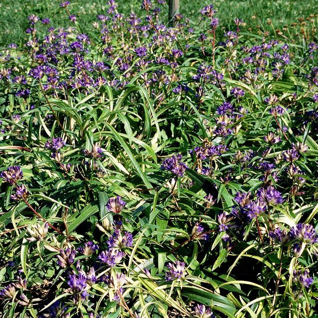 Kansu-Enzian (Gentiana gracilipes)