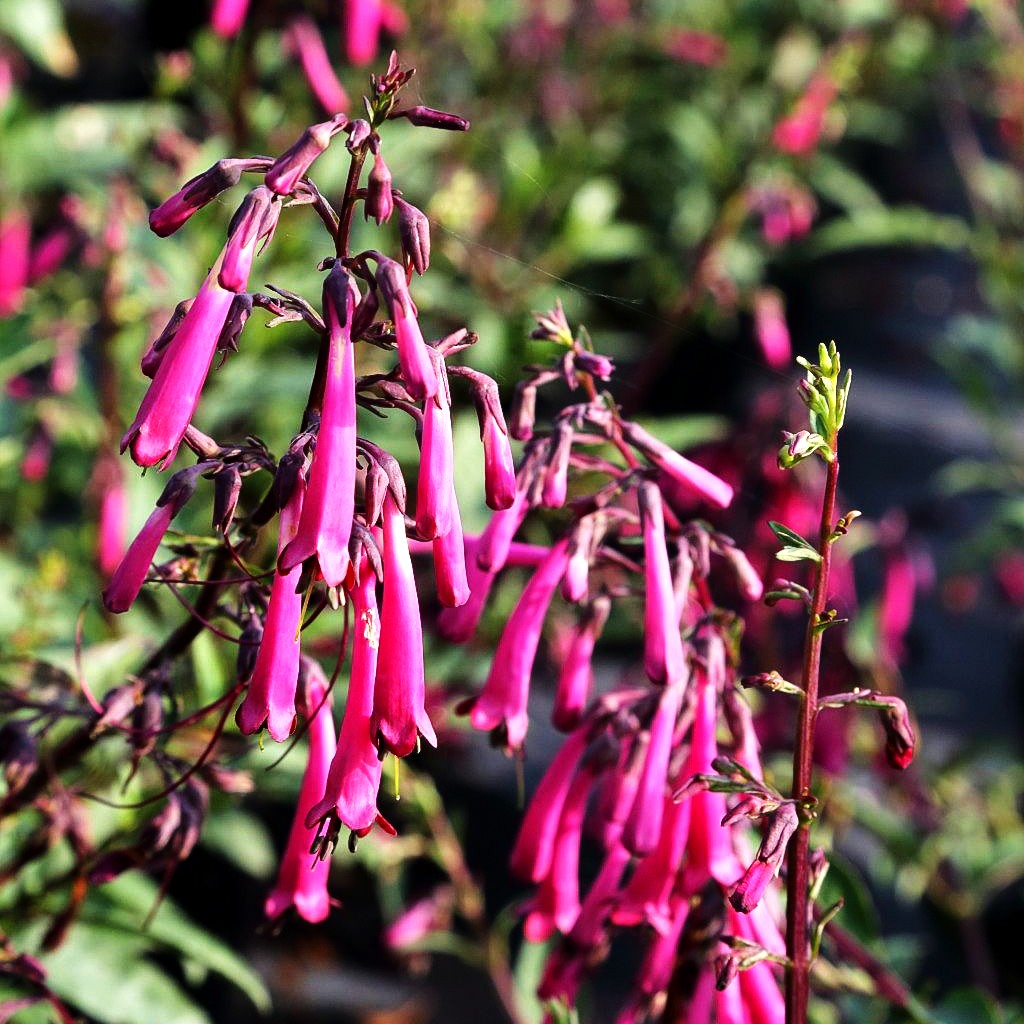 Kapfuchsie 'Sensation' (Phygelius aequalis)