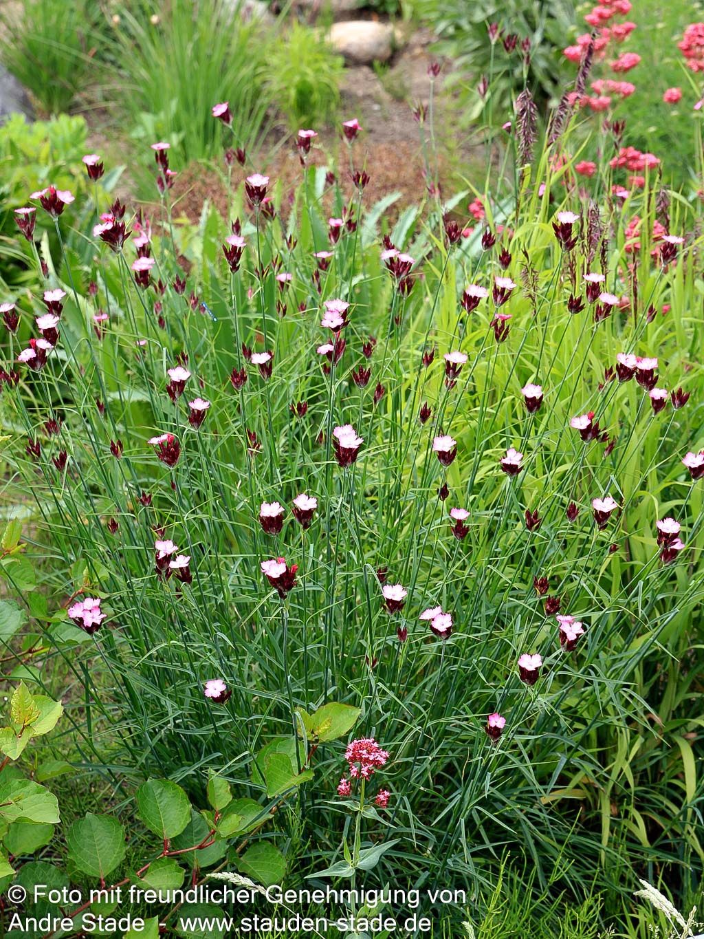 Karthäuser-Nelke (Dianthus carthusianorum)