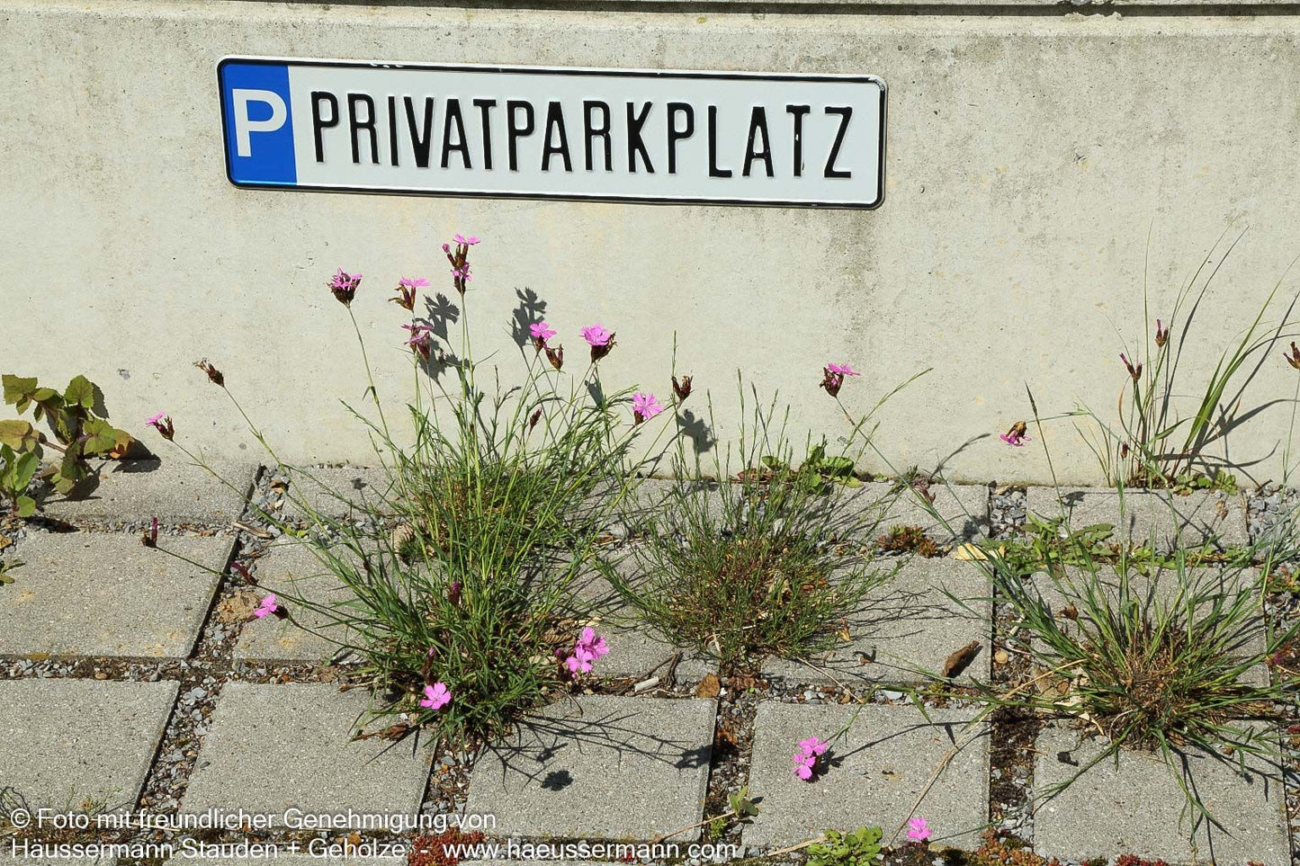 Karthäuser-Nelke (Dianthus carthusianorum)