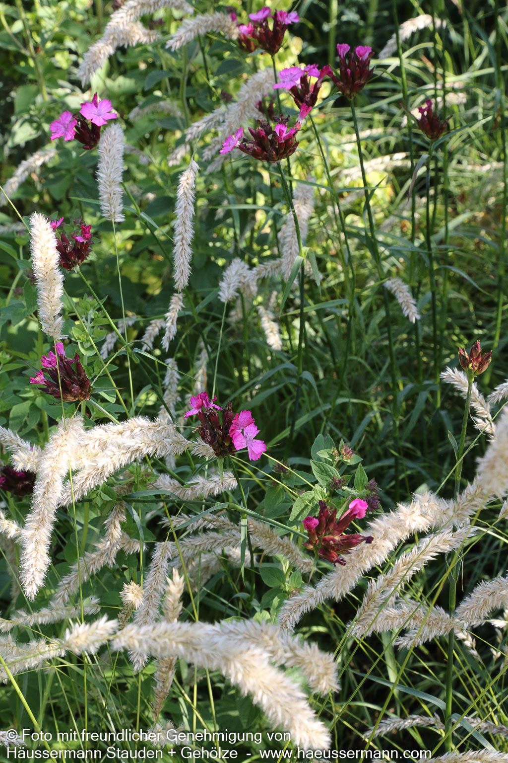 Karthäuser-Nelke (Dianthus carthusianorum)