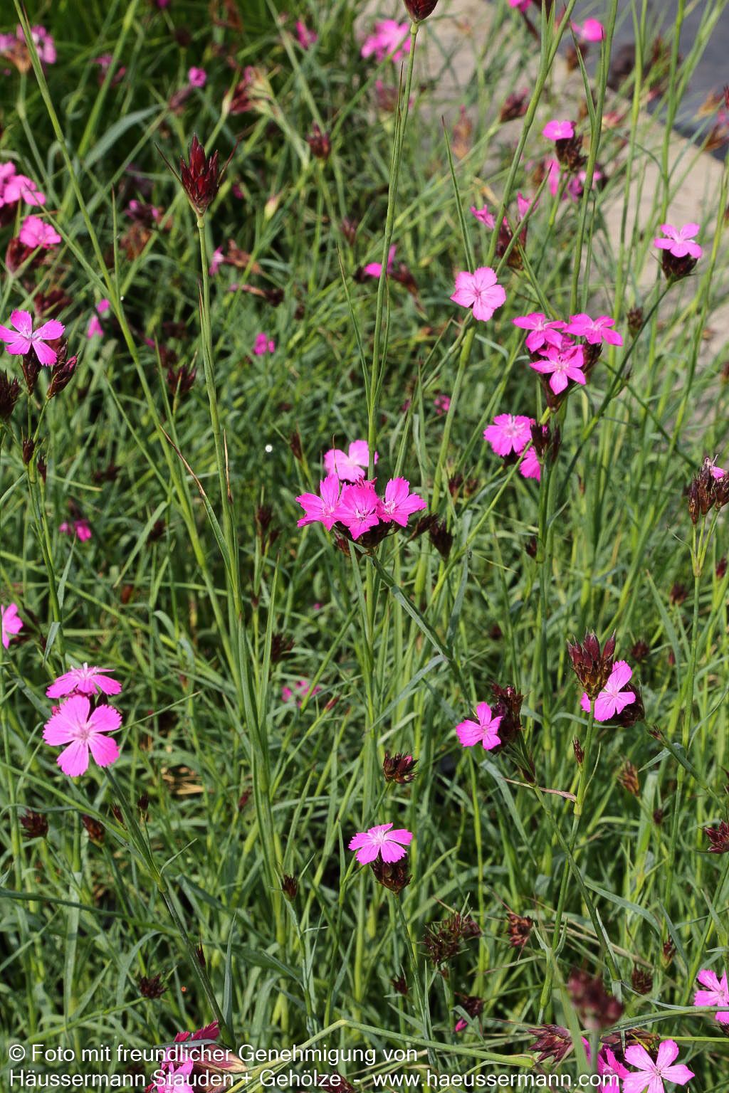 Karthäuser-Nelke (Dianthus carthusianorum)
