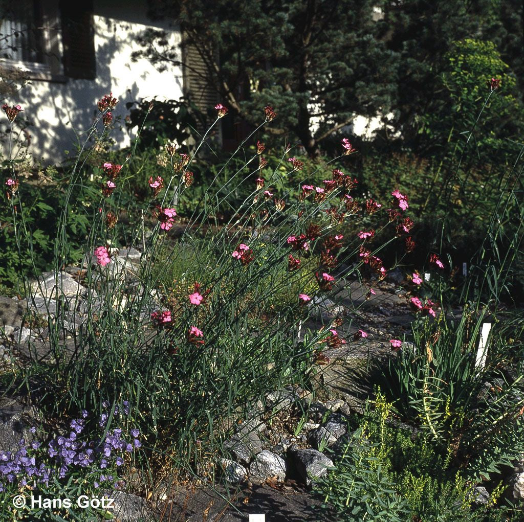 Karthäuser-Nelke (Dianthus carthusianorum)