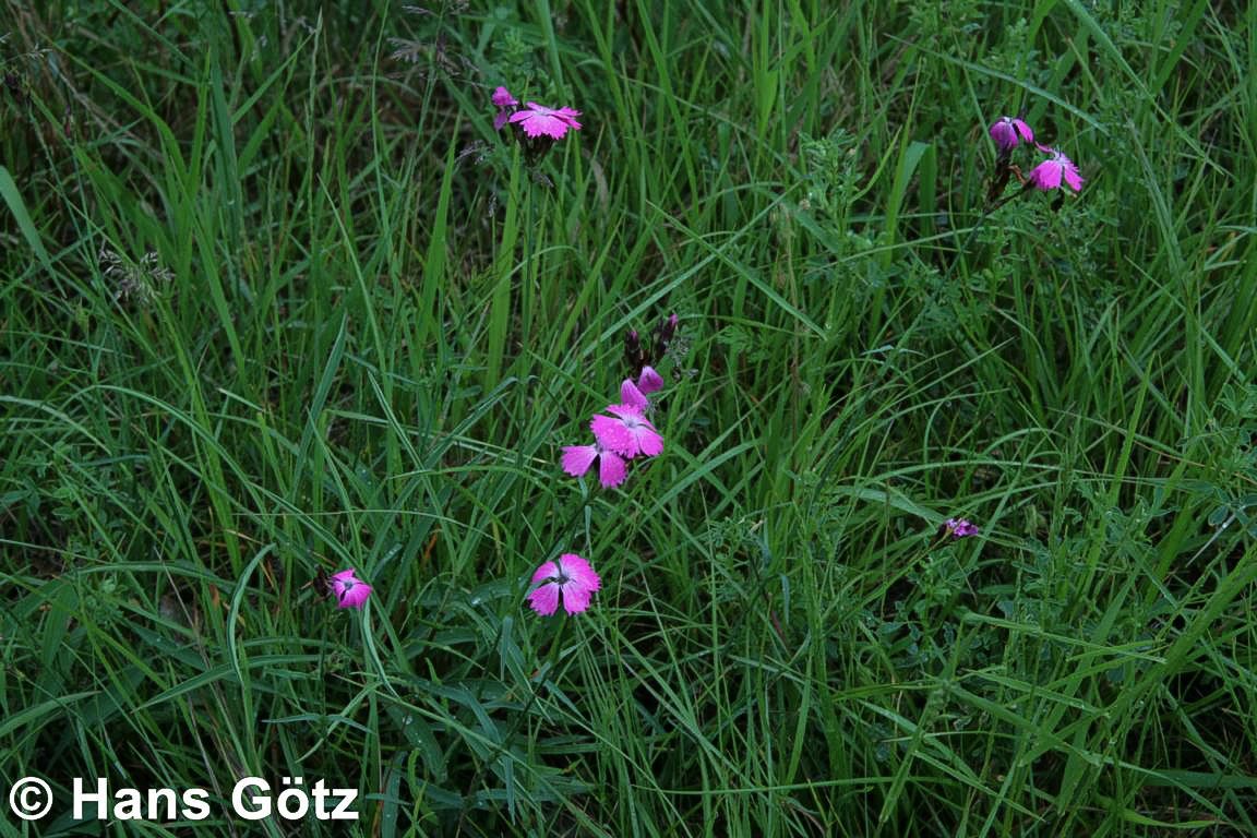 Karthäuser-Nelke (Dianthus carthusianorum)