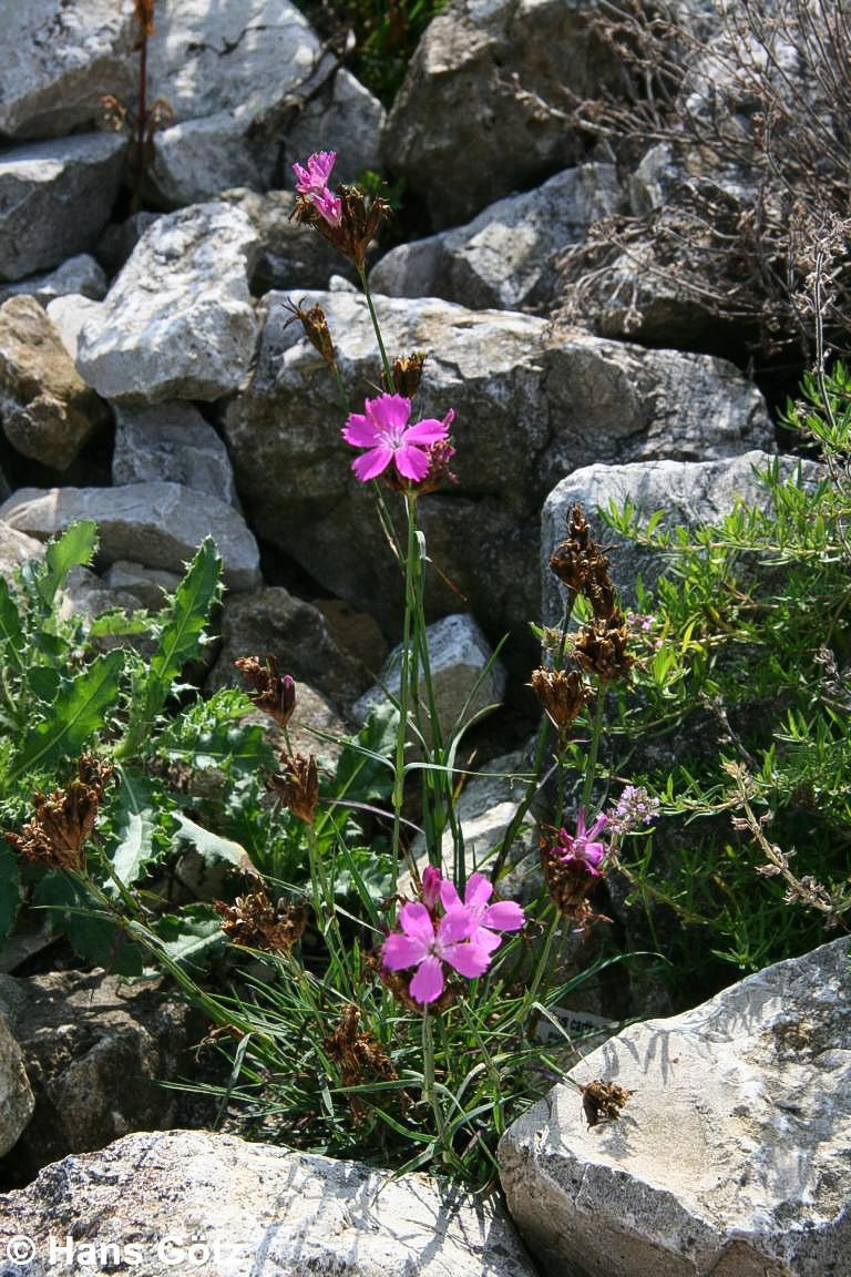 Karthäuser-Nelke (Dianthus carthusianorum)