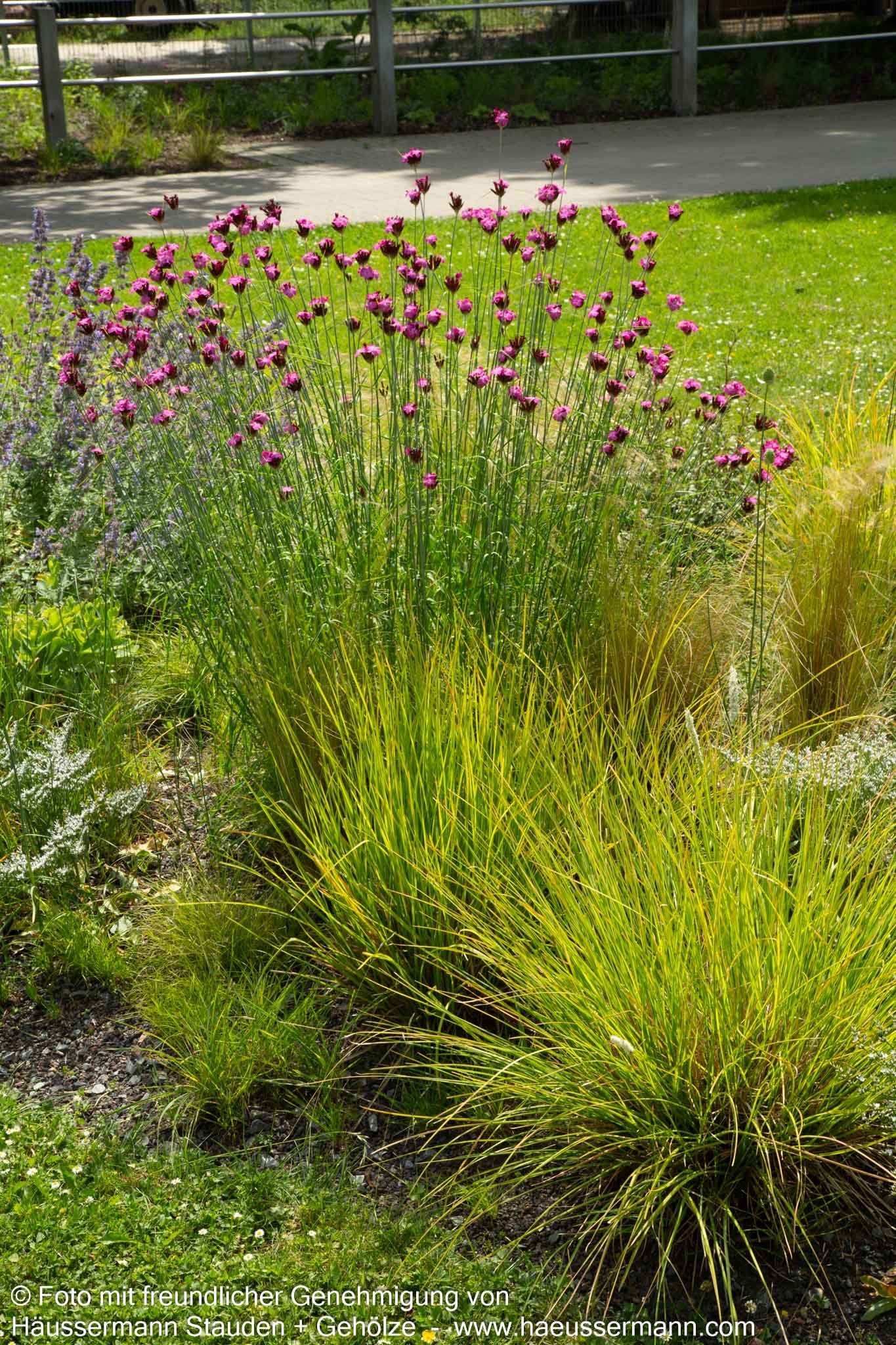 Karthäuser-Nelke (Dianthus carthusianorum)
