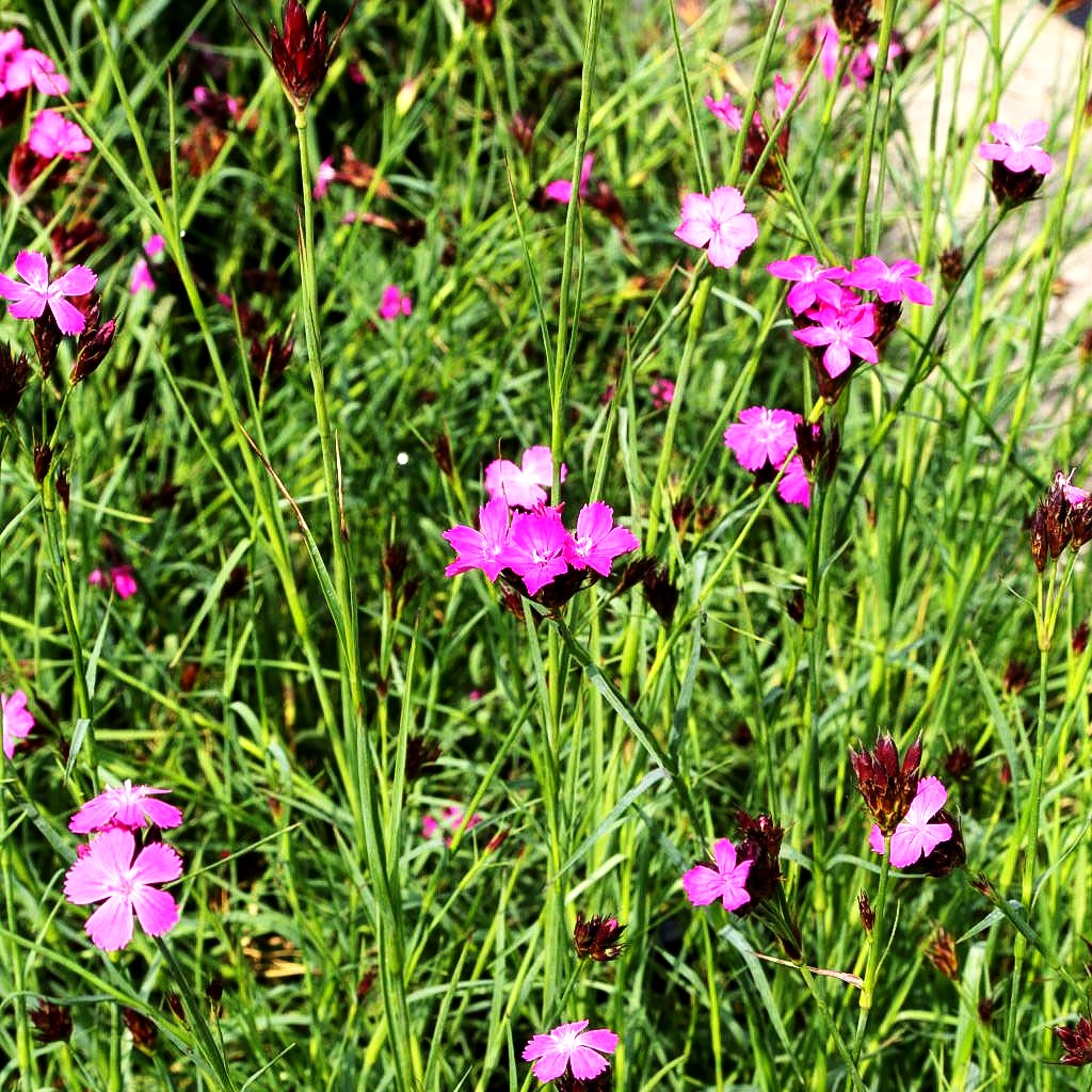Karthäuser-Nelke (Dianthus carthusianorum)