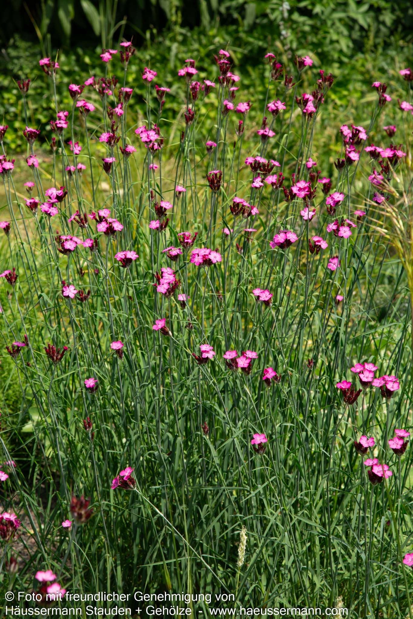 Karthäuser-Nelke (Dianthus carthusianorum)
