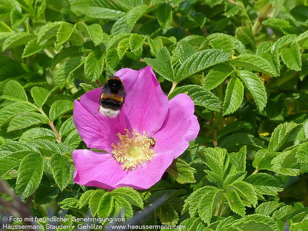 Kartoffel-Rose (Rosa rugosa)