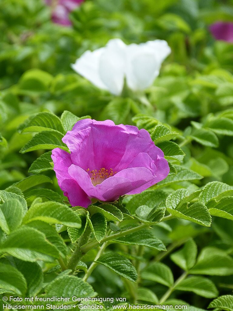Kartoffel-Rose (Rosa rugosa)