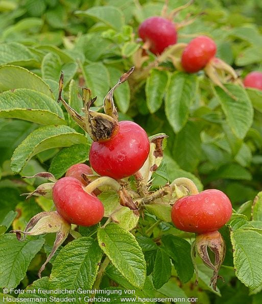 Kartoffel-Rose (Rosa rugosa)