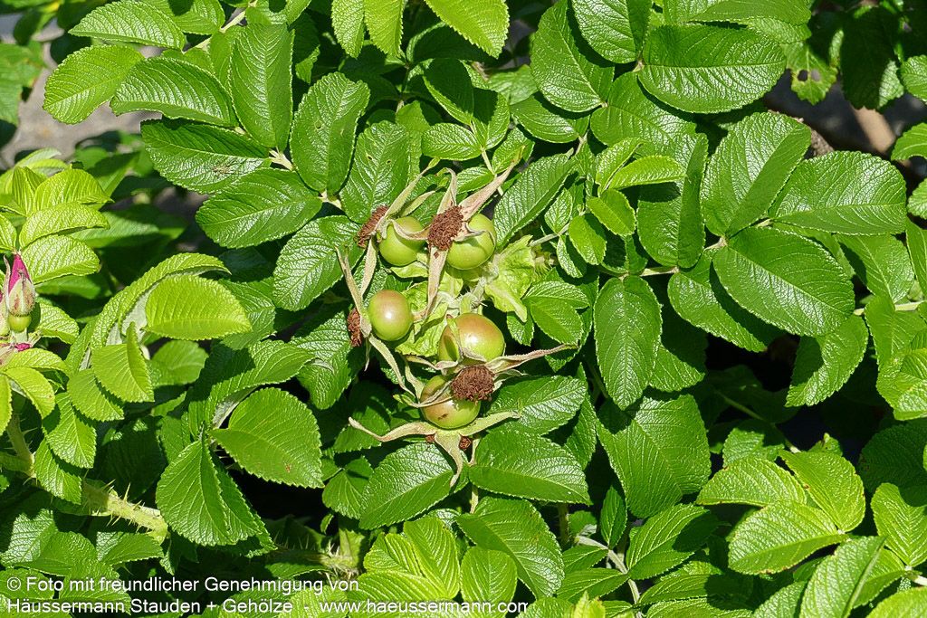 Kartoffel-Rose (Rosa rugosa)