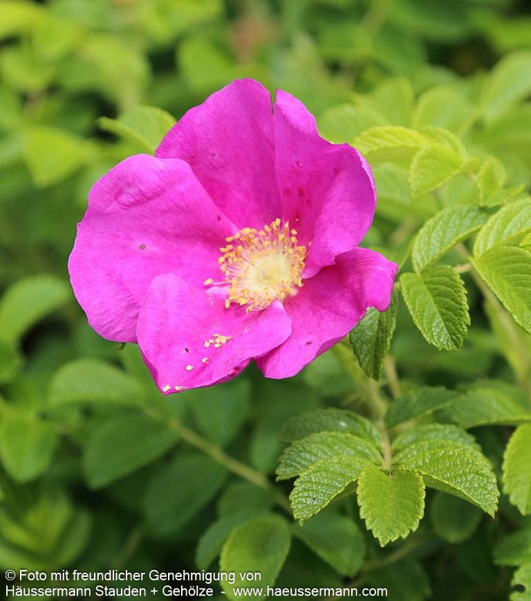 Kartoffel-Rose (Rosa rugosa)