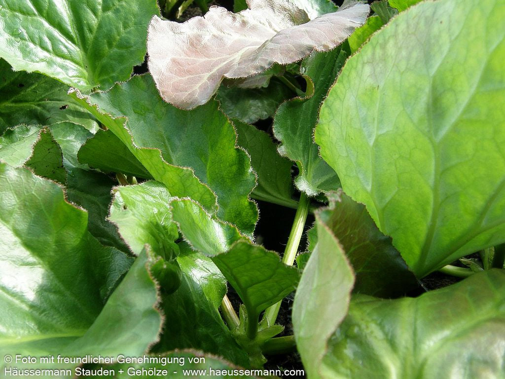 Kaschmir-Bergenie (Bergenia ciliata)