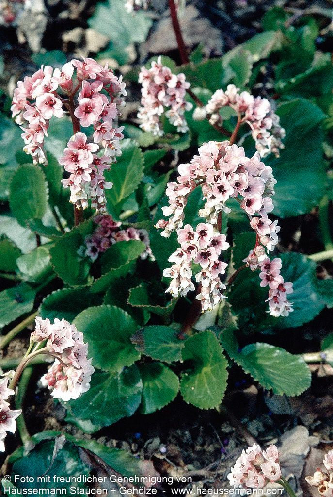 Kaschmir-Bergenie (Bergenia ciliata)