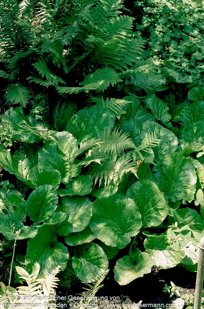 Kaschmir-Bergenie (Bergenia ciliata)