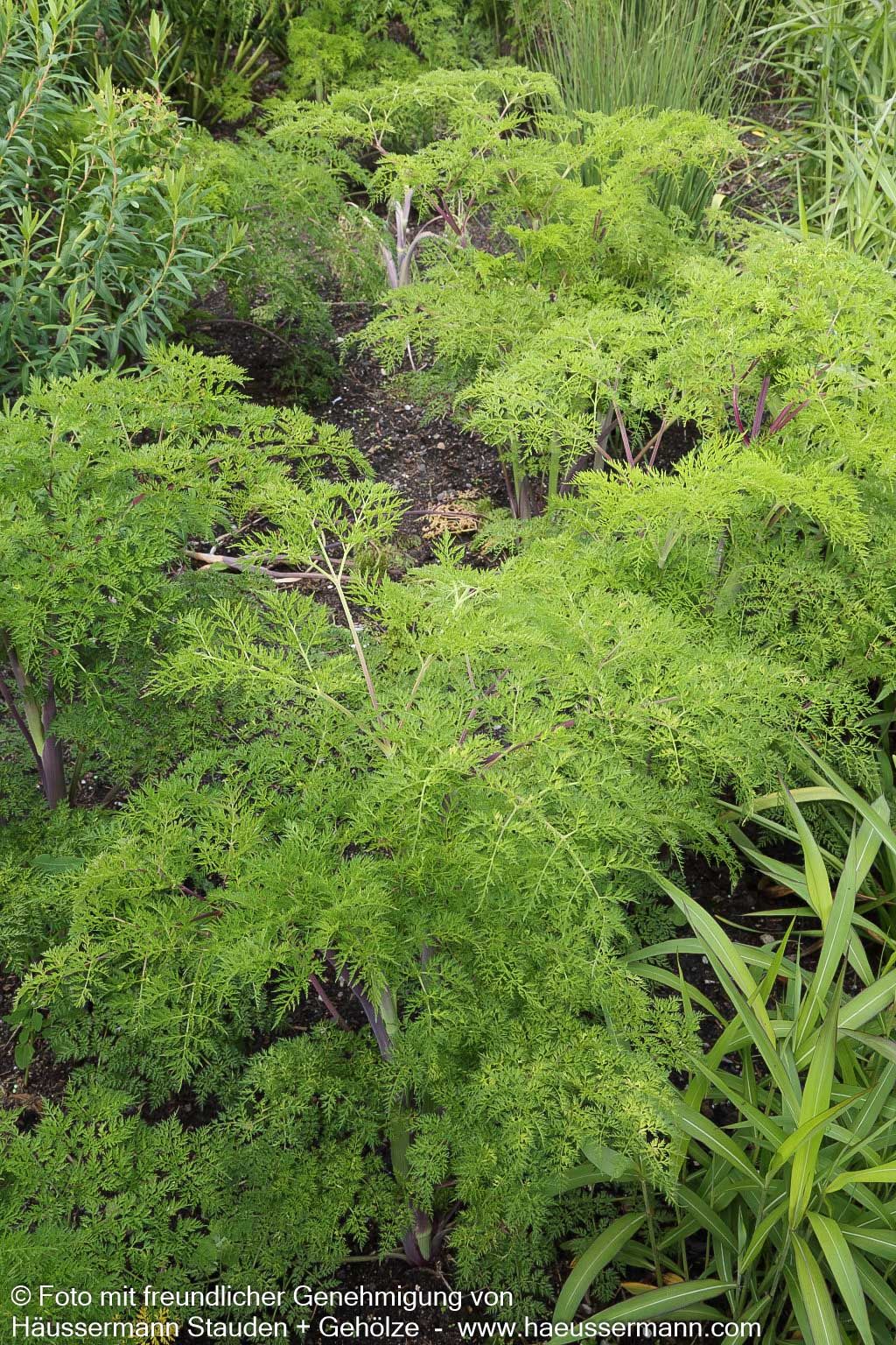 Kaschmir-Dolde (Selinum wallichianum)