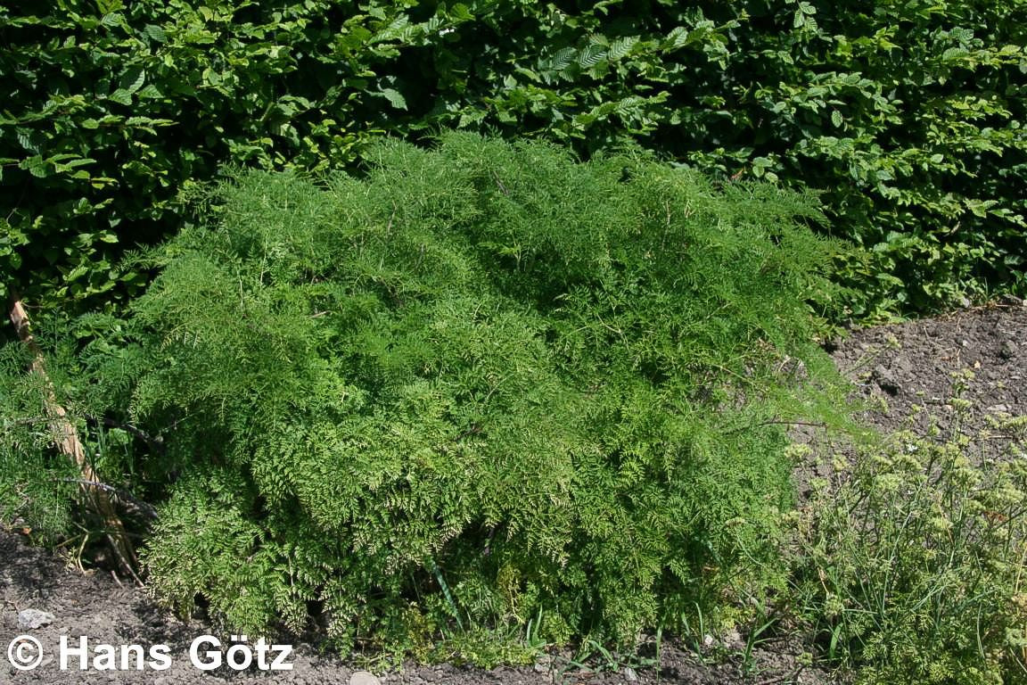 Kaschmir-Dolde (Selinum wallichianum)