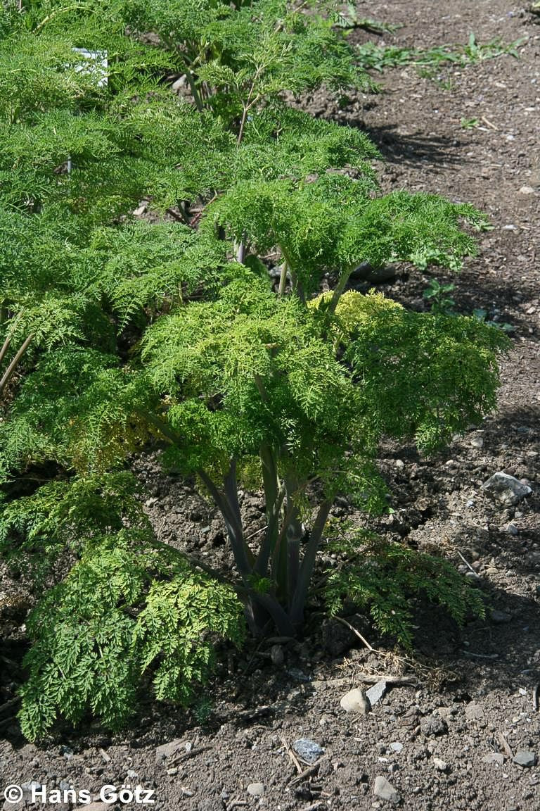 Kaschmir-Dolde (Selinum wallichianum)