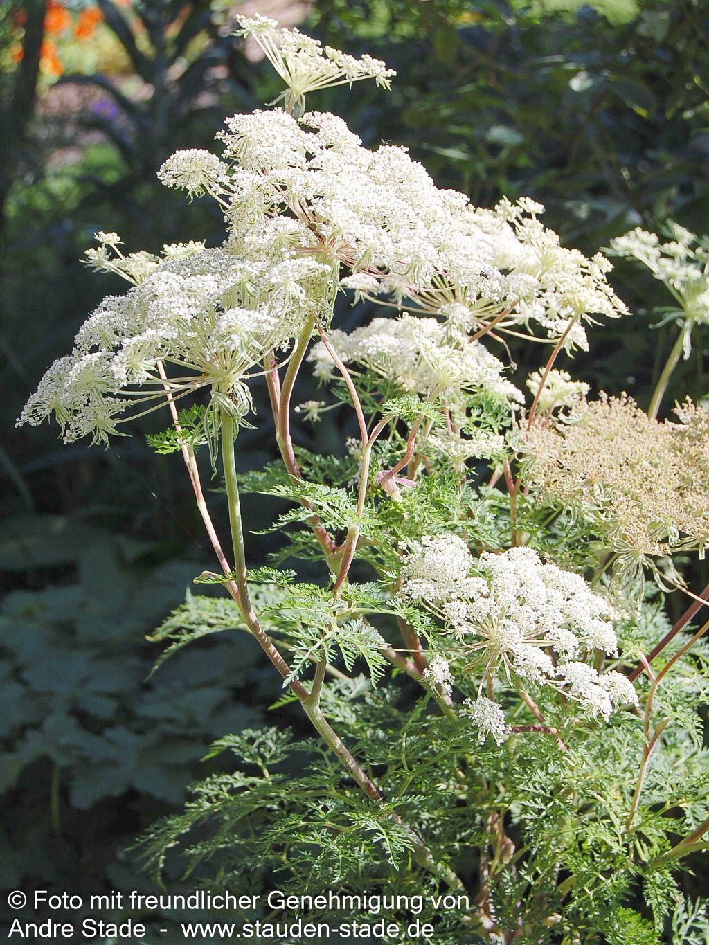 Kaschmir-Dolde (Selinum wallichianum)